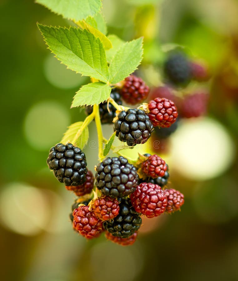 Blackberries stock photo. Image of taste, fragrance, sweet 73738250