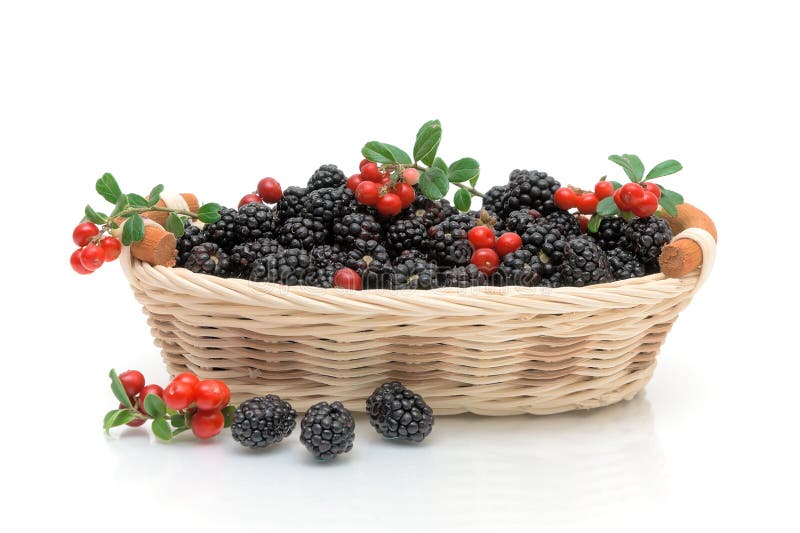 Blackberries And Cranberries On A White Background Stock Image Image