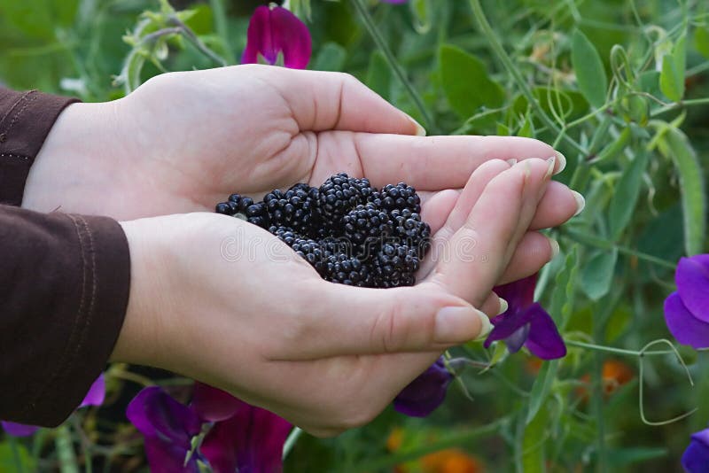 Blackberries and flowers