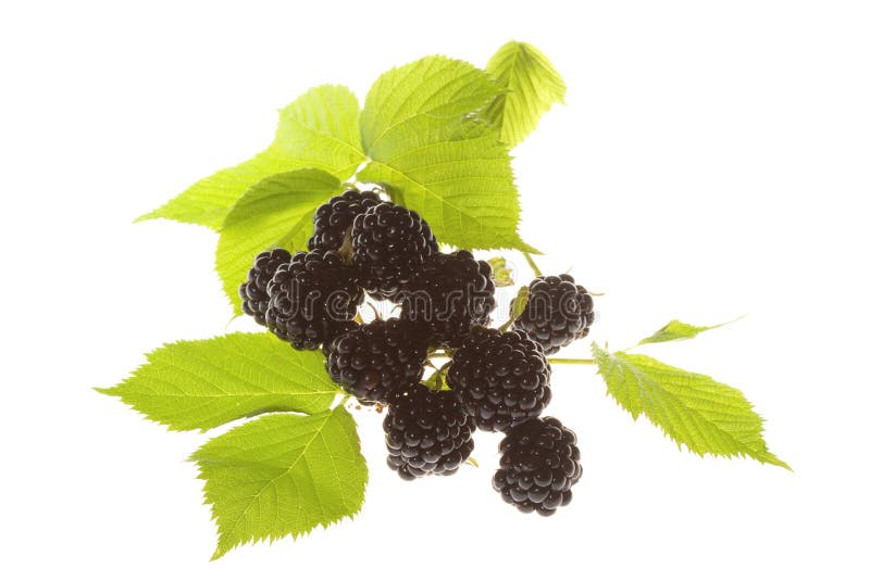 Blackberries with Green Leafs Stock Image Image of flavor, nutrition