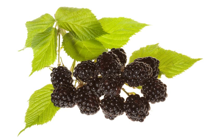 Blackberries with Green Leafs Stock Image Image of delicious, closeup