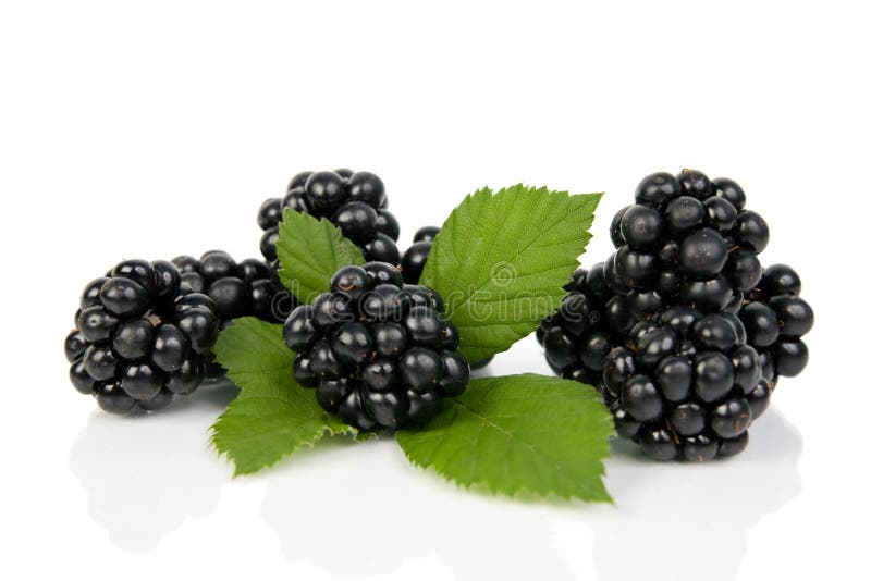Blackberries with Green Leaves. Stock Photo Image of closeup