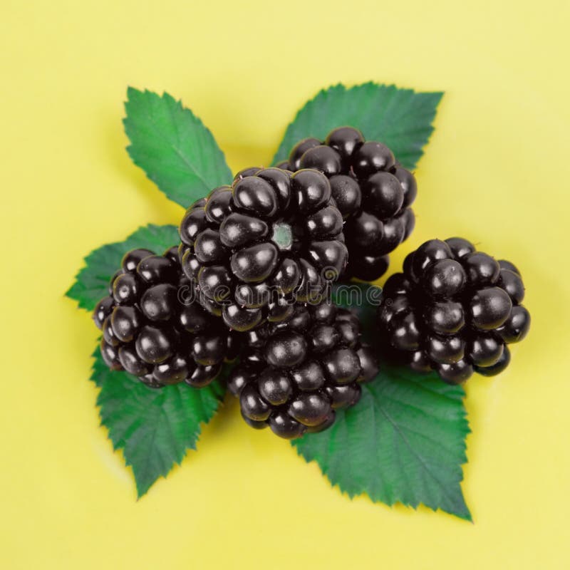 Blackberries with Green Leaves Stock Image Image of freshness, mellow