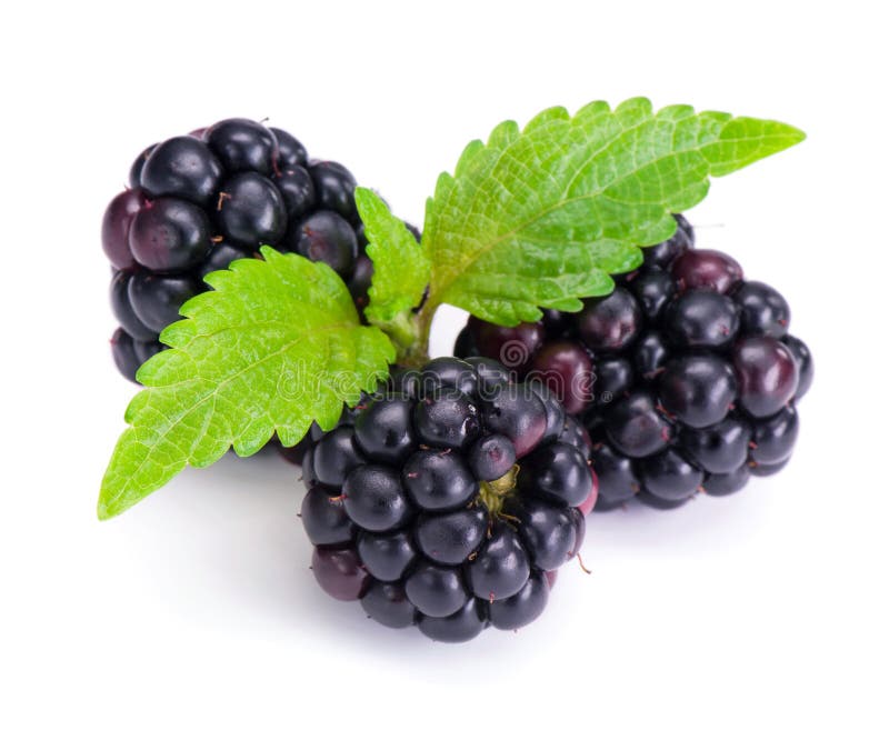 Blackberries with Green Leaves Stock Image Image of diet, isolated