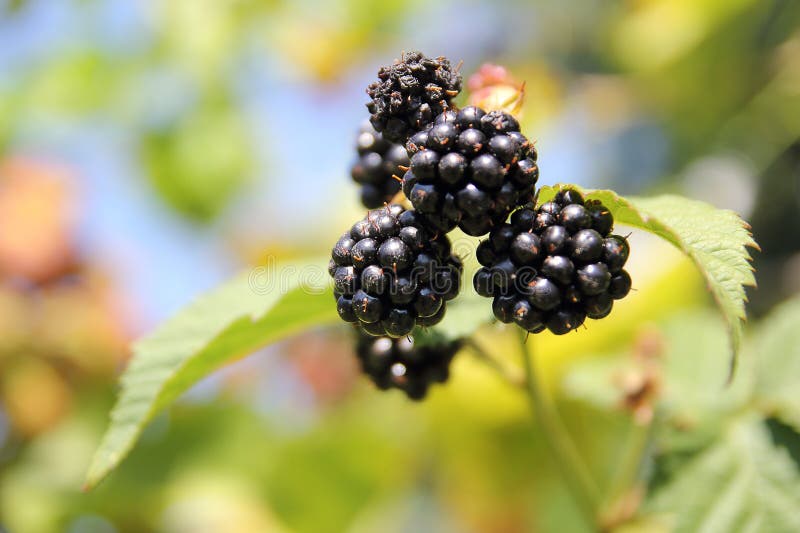 Blackberries Growing in Garden Stock Photo Image of gardening