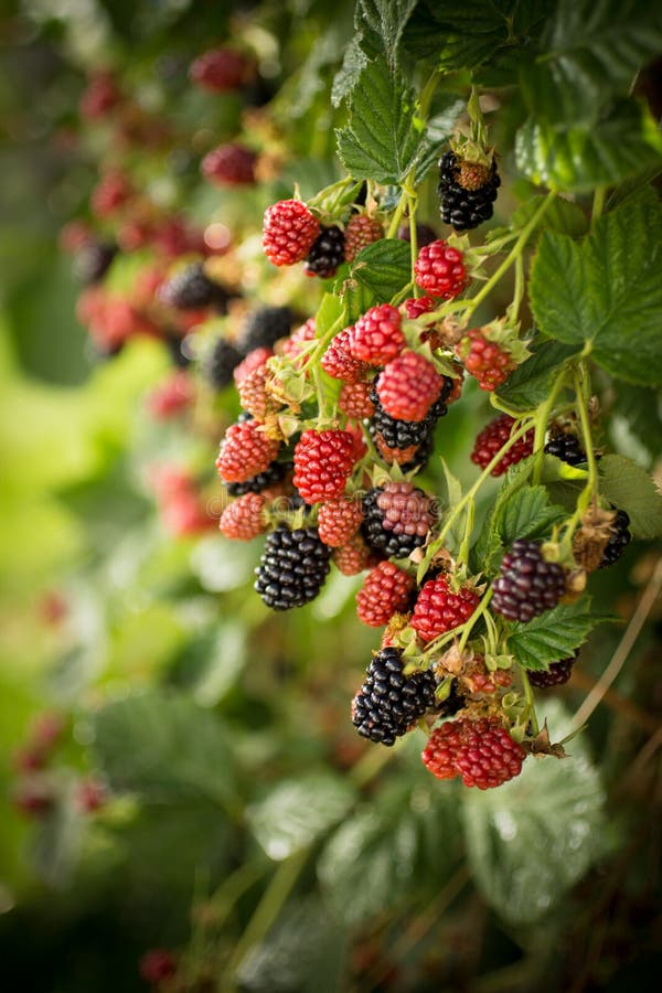 Blackberries Growing in a Home Garden Stock Photo Image of