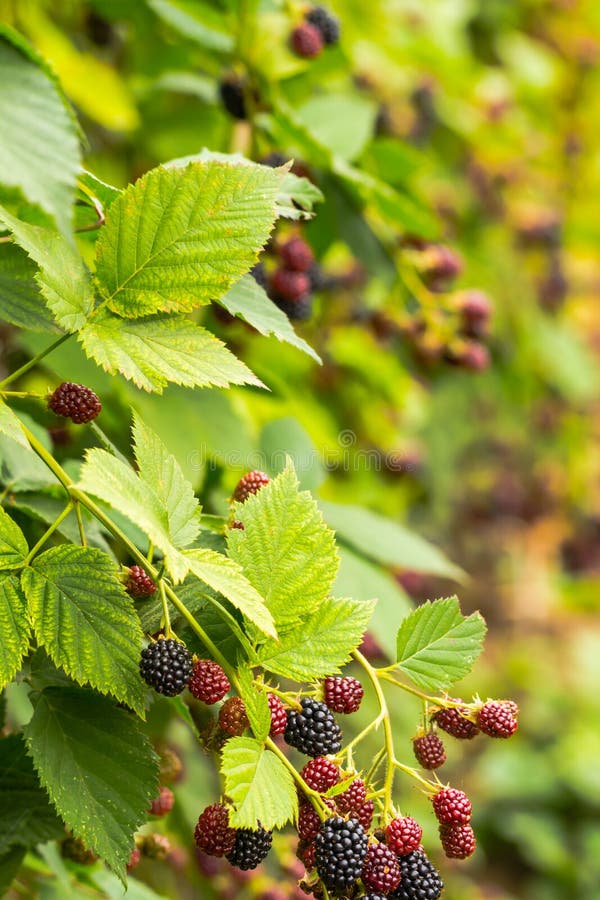 Blackberries harvest stock photo. Image of mature, time 37748650