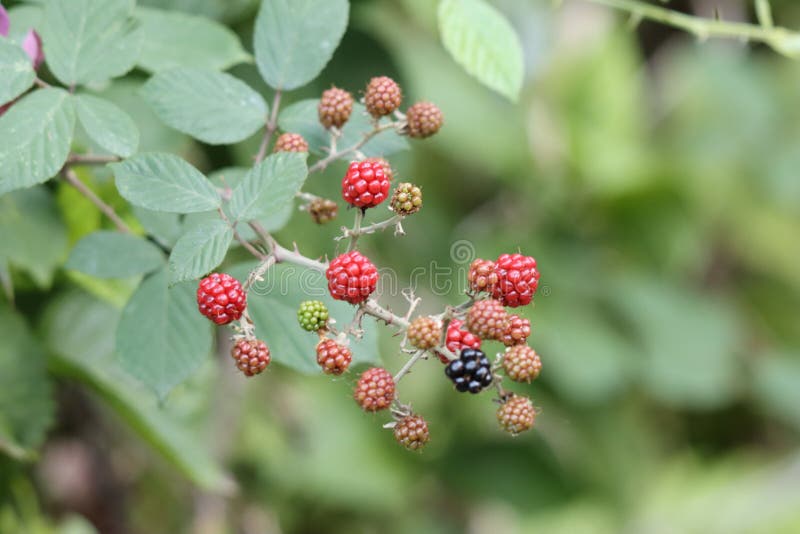 Blackberries Image Wallpaper. Nature Background. Summer Berries. Stock