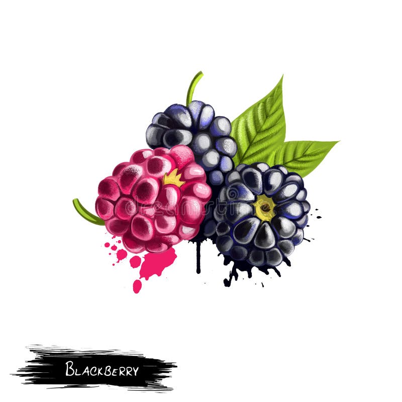 Blackberries isolated on white background stock illustration Blackberries isolated on white background stock illustration