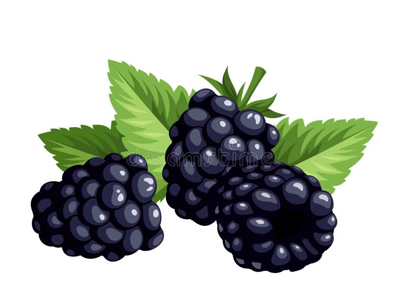 Blackberries Isolated on a White Background. Vector Illustration. Stock