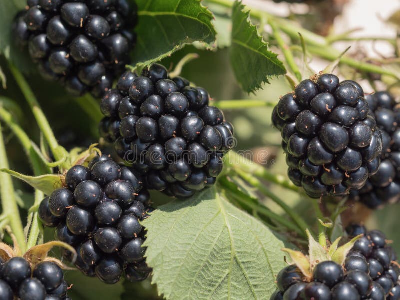 Blackberries Ready for Harvest Stock Image Image of harvested, color