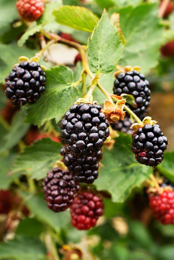 Ripe Blackberries stock image. Image of bush, food, dessert 173702391
