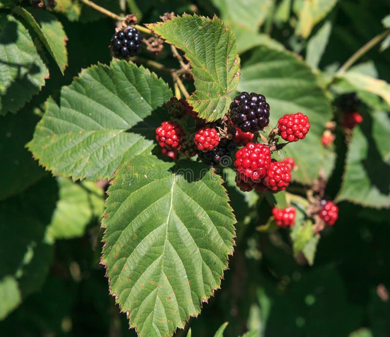 Blackberries Ripening on the Vine royalty free stock images Blackberries Ripening on the Vine royalty free stock images