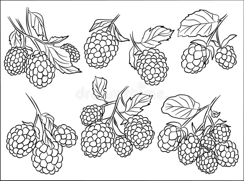 Blackberries Sketch Vector Set Stock Vector Illustration of drawing, food 311384953