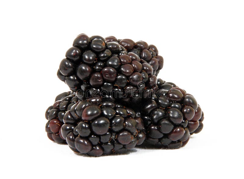 Blackberries On White Background Picture. Image 13741020