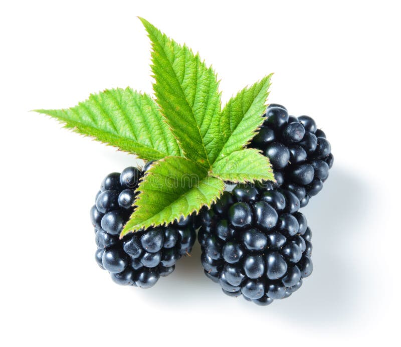 Blackberries on white stock image. Image of group, fresh 34686515