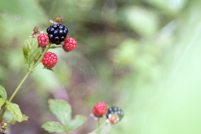Blackberries in the Wild stock photo. Image of blackberries 104953072