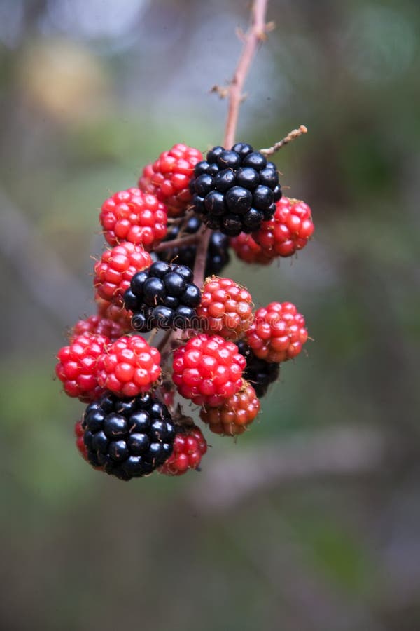 Blackberry flowers stock image. Image of leaf, grace 19608261