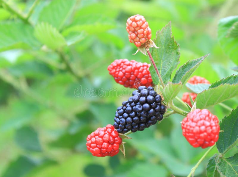 Blackberry royalty free stock images Blackberry royalty free stock images