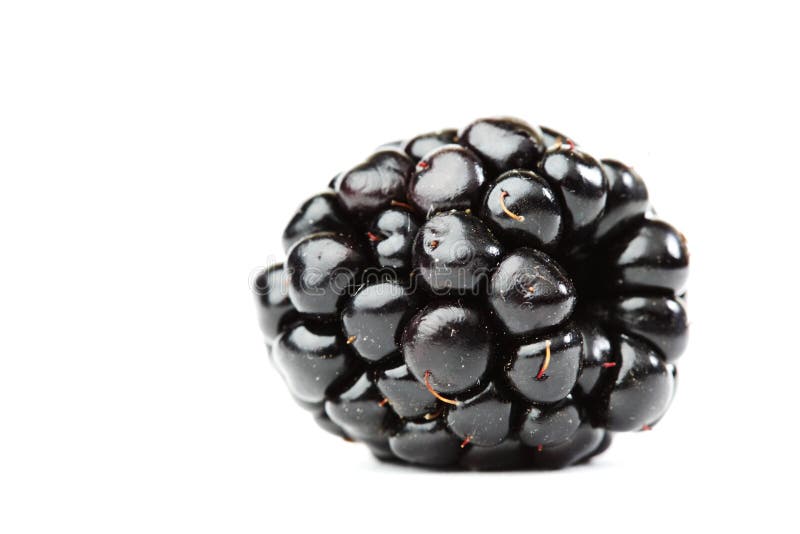 Blackberry isolated stock photo. Image of black, fruit 16397854