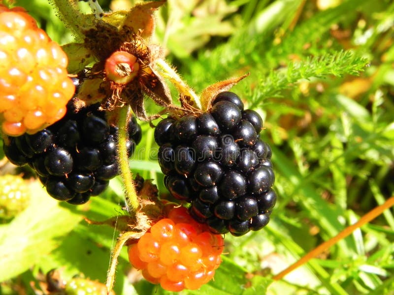 Blackberry Berries on a Bush in the Garden. Stock Photo Image of