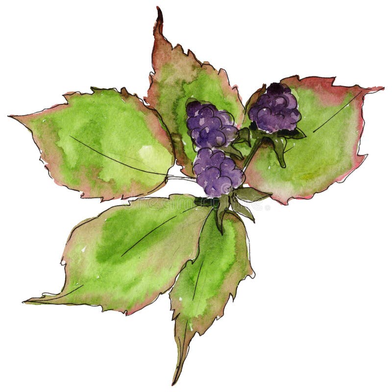 Blackberry-Blatt Blumenlaub des Blattbetriebsbotanischen Gartens lizenzfreie abbildung Blackberry-Blatt Blumenlaub des Blattbetriebsbotanischen Gartens lizenzfreie abbildung
