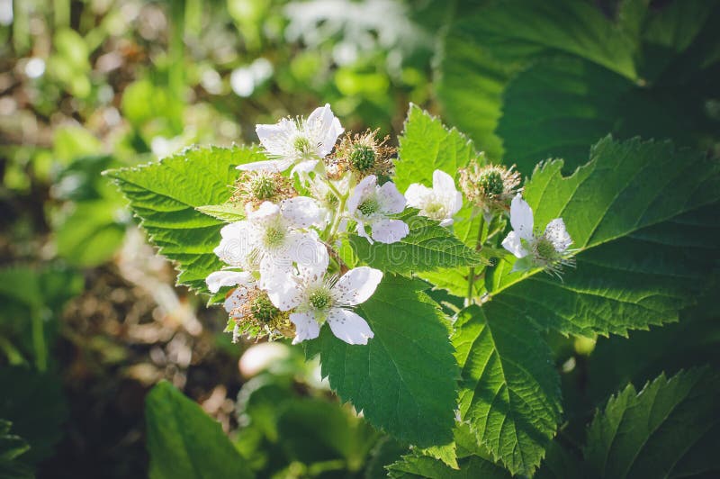 Blackberry blommor closeup mjuk fokus royaltyfria foton Blackberry blommor closeup mjuk fokus royaltyfria foton