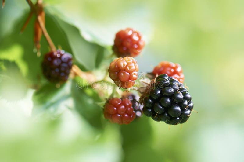 Blackberry Or Bramble Fruit Stock Photo Image of health, food 7922876