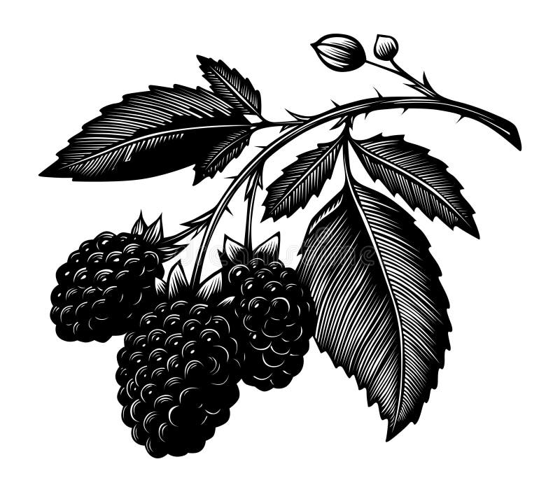 Blackberry Outline Stock Illustrations 3,306 Blackberry Outline Stock