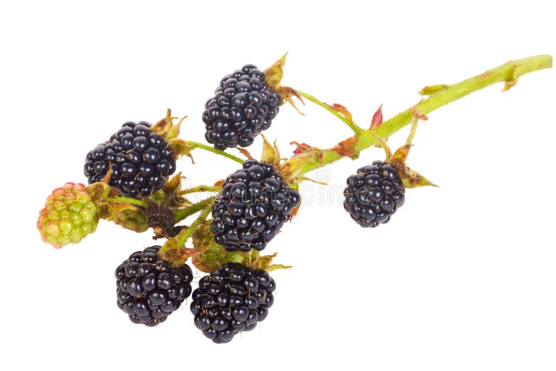 Blackberry branch