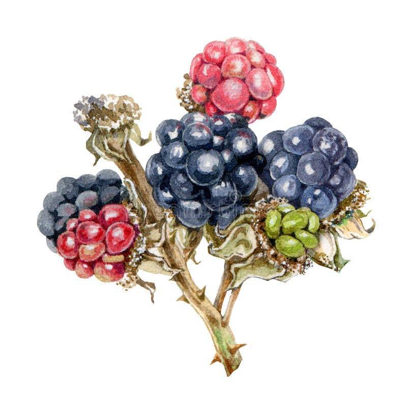 Blackberry branch with delicious ripe berries watercolor illustration. Wild organic group of natural dewberry fruit with green, re