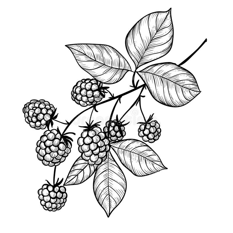Blackberry branch drawing stock vector. Illustration of background