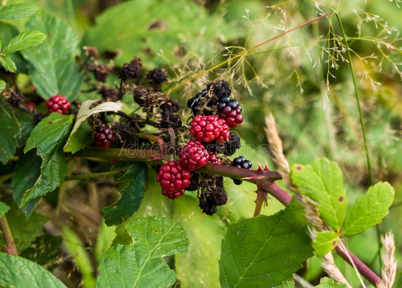 Close Up Blackberry with Leaves. Blackberry Closeup and Place for Text