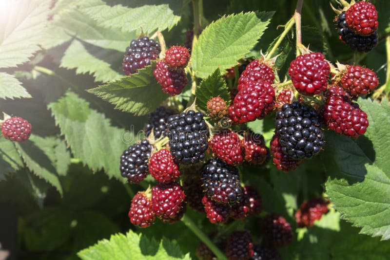 Blackberry bush close up. Berry background. Red and black berries of blackberries on a background of green leaves on a sunny day.