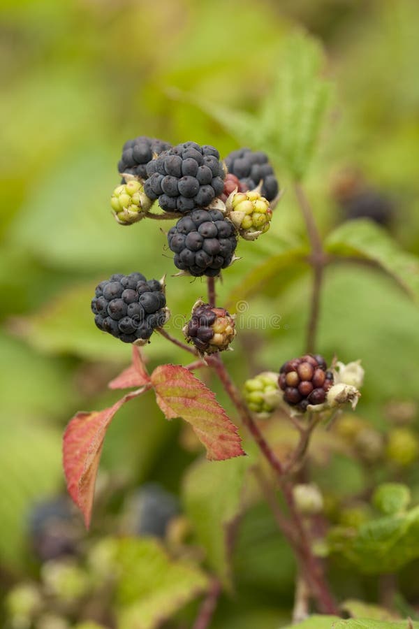 Blackberry bush stock image. Image of rubus, unripe, nature 34931985