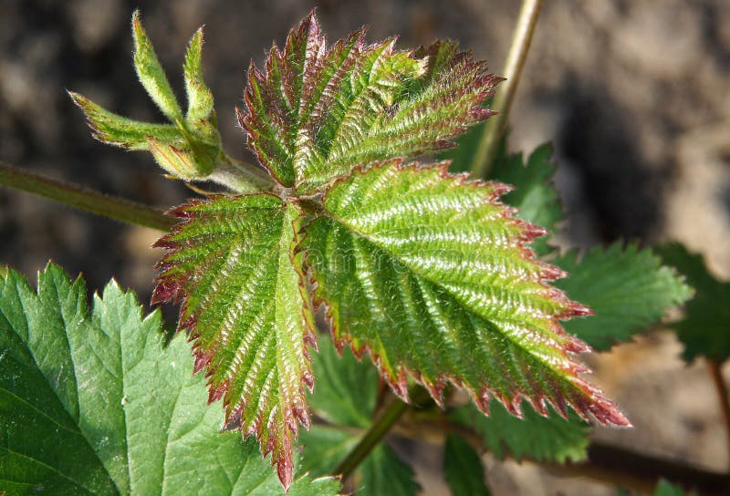 146 Blackberry Sprout Stock Photos Free & RoyaltyFree Stock Photos