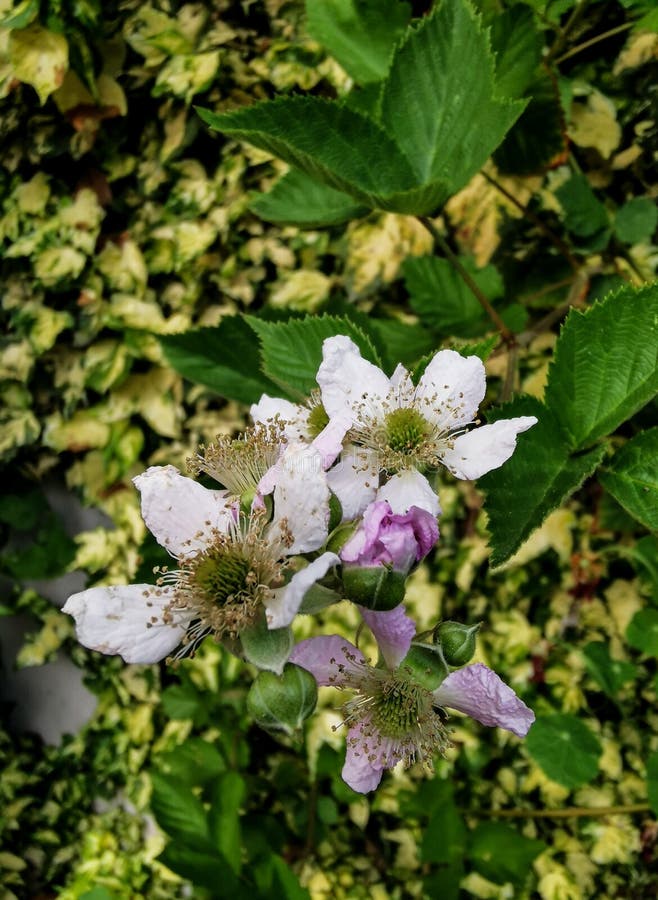 Blackberry Blossom on Branch at Garden Stock Image Image of stamens