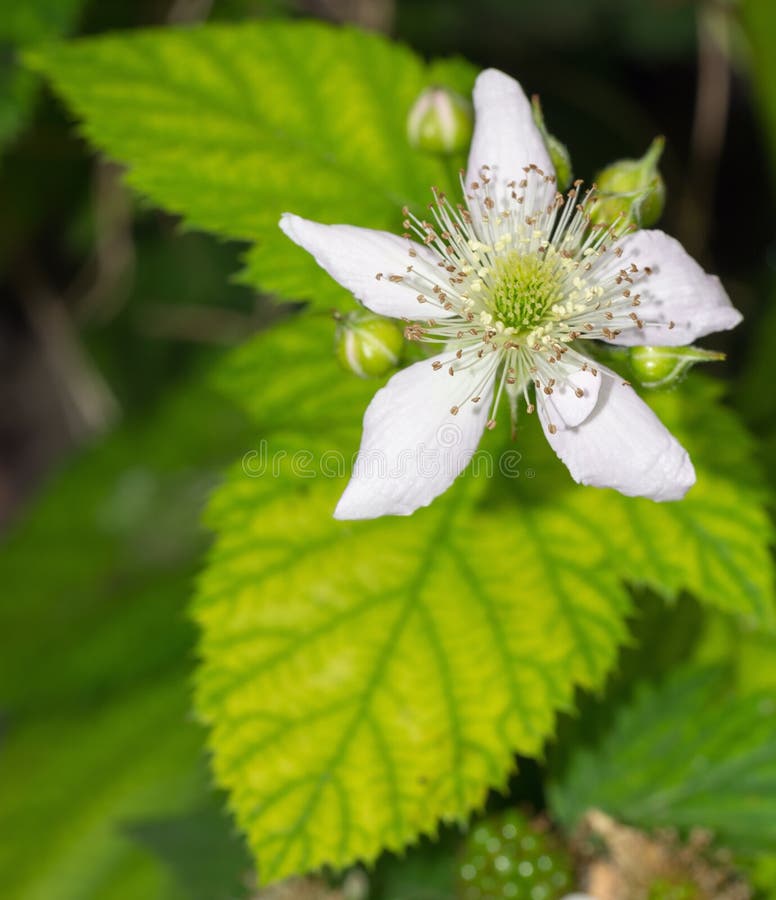 Blackberry Flower stock photo. Image of green, buds, nature 41421470