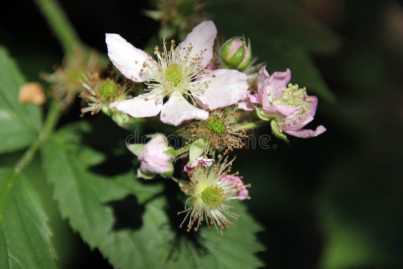 Blackberry flowers stock image. Image of leaf, grace 19608261