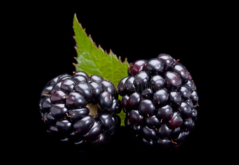 Blackberry fruit on black stock photo. Image of closeup 45198728