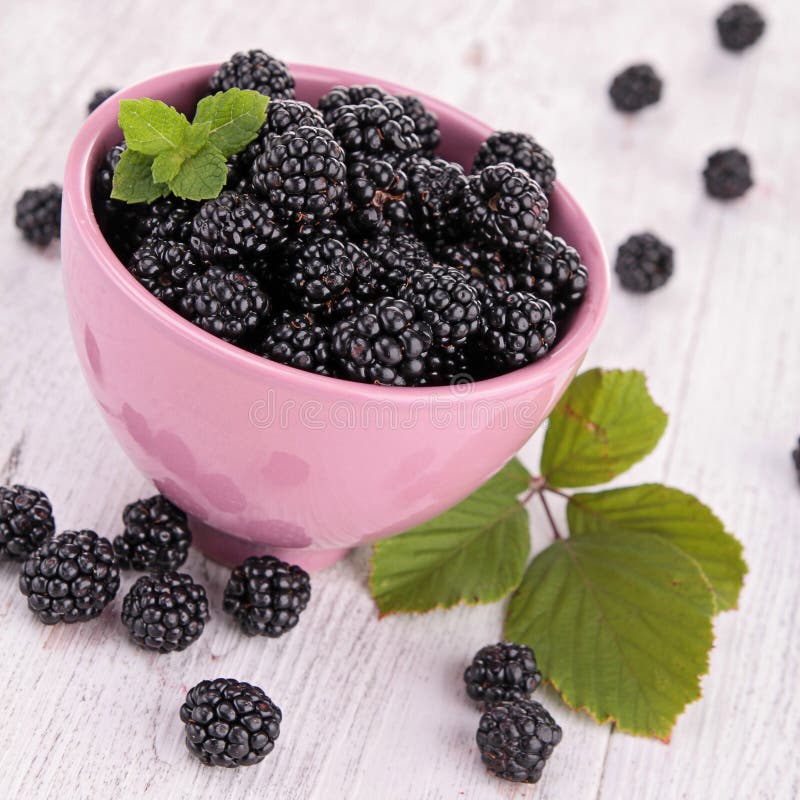 Blackberry Fruit Growing on Branch Stock Image Image of black, edible