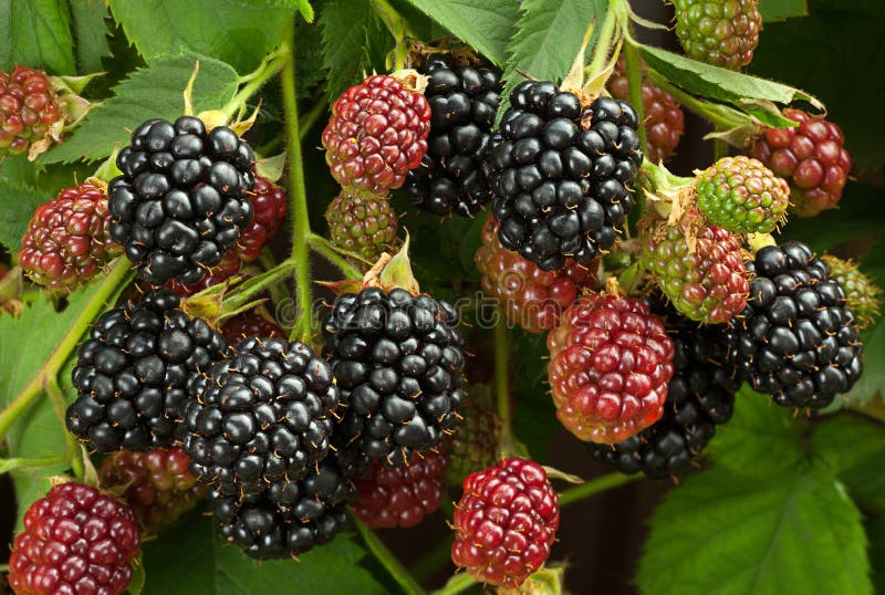 Fully Ripe Blackberry Fruit on To Small Branches Surrounded with Light