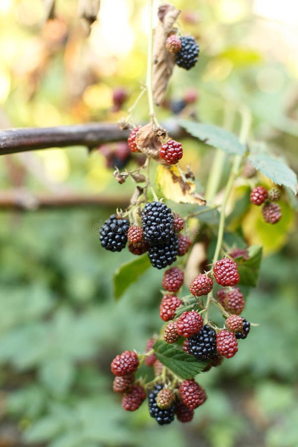 Blackberry Fruit Growing on Branch Stock Photo Image of blackberry