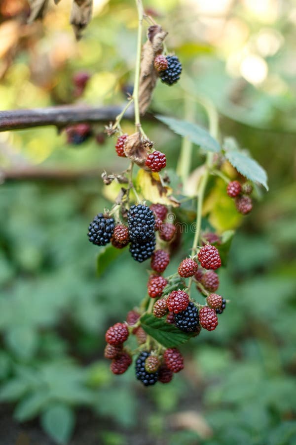 Blackberry Fruit Growing on Branch Stock Photo Image of green, bunch