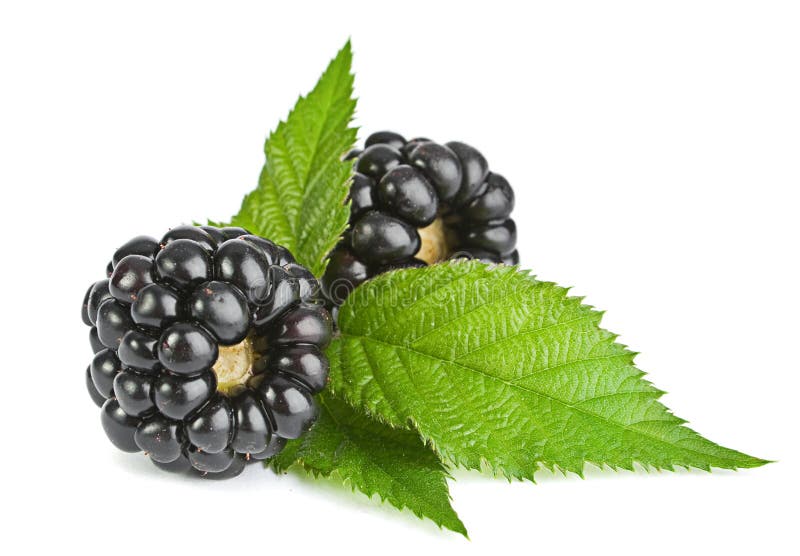 Blackberry fruit stock image. Image of leaf, shot, black 33721129
