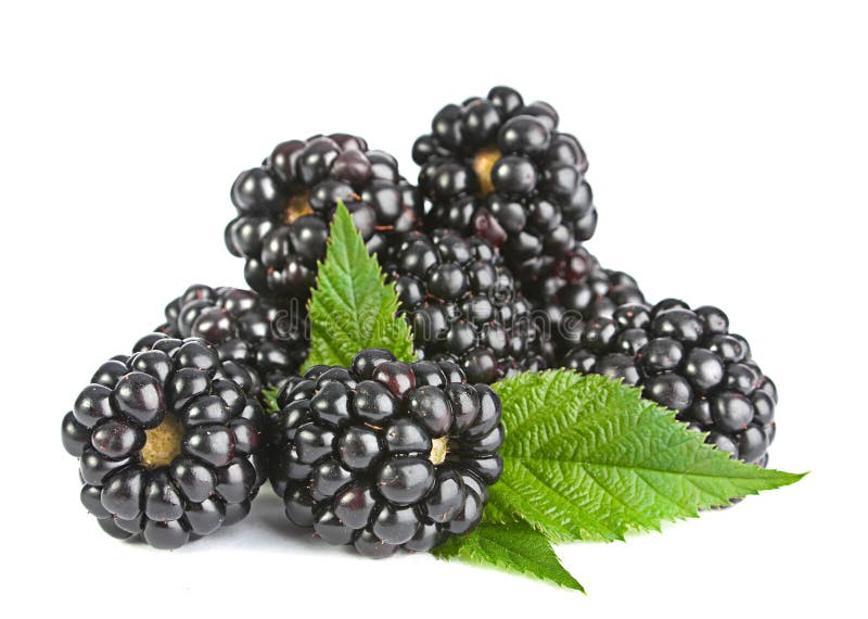 136,714 Blackberry Fruit Stock Photos Free & RoyaltyFree Stock
