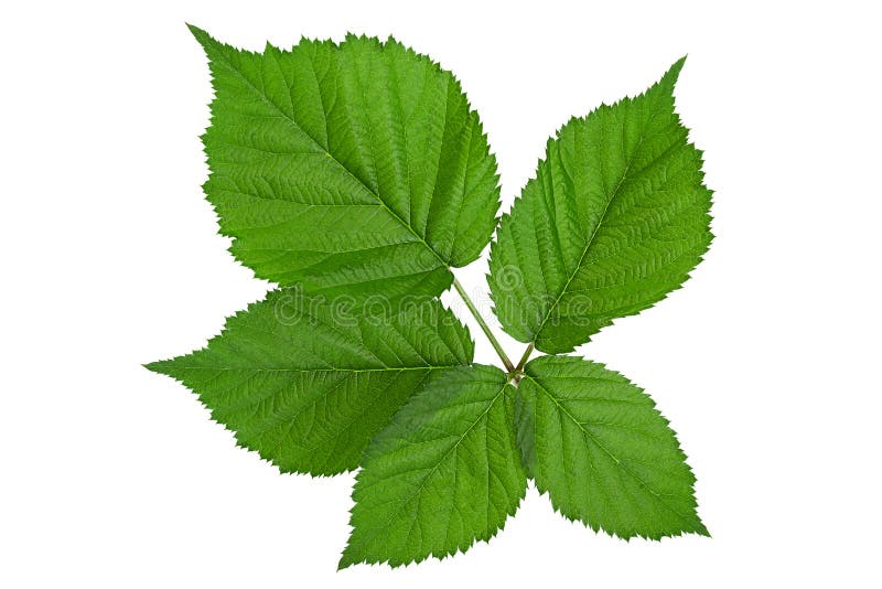 Blackberry leaf set stock image. Image of herb, white 34475143