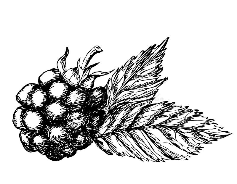 Blackberry Hand Drawn Sketch. Stock Vector Illustration of garden