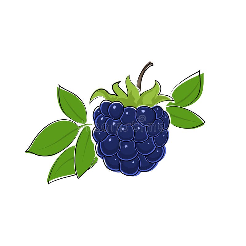 Fruit Dewberry Stock Illustrations – 1,642 Fruit Dewberry Stock