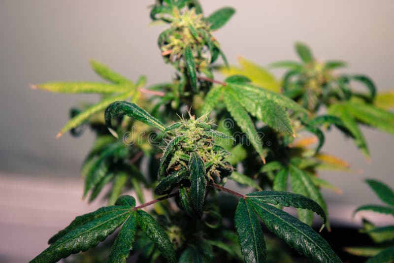 Blackberry Kush Medical Marijuana Indoor Grow royaltyfri foto Blackberry Kush Medical Marijuana Indoor Grow royaltyfri foto